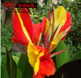 基地直銷宿根花卉 美人蕉苗 高從 半高 矮從美人蕉 園林觀花植物