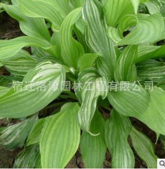 玉簪苗 金邊玉簪苗 觀葉植物庭院綠化 青葉玉簪花 白玉簪花苗批發