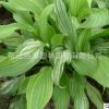 玉簪苗 金邊玉簪苗 觀葉植物庭院綠化 青葉玉簪花 白玉簪花苗批發