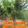占地苗批發(fā)基地供應(yīng)果樹苗木石榴樹苗 盆栽地栽石榴苗 優(yōu)質(zhì)石榴樹