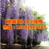 占地苗紫藤花苗|紫藤小苗|紫藤樹苗紫藤種苗|多花紫藤苗|攀緣植物