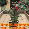 基地批發(fā) 大花月季 品種月季 扦插月季 多品種顏色齊全