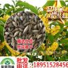 供應沙藏桂花種子 金桂種子 丹桂 月月桂 日香桂 直接播種 包發芽