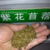批發進口牧草種子 多年生紫花苜蓿 紫花苜蓿三得利種子 巨人201+Z