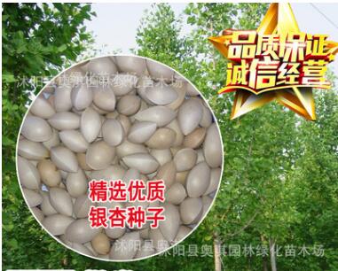 銀杏種子 白果種子 銀杏樹種子 林木種子 發芽率95%以上