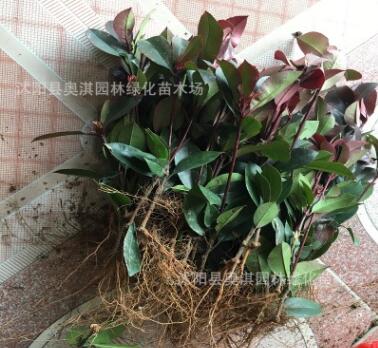 批發(fā)紅葉石楠 綠化小苗 紅葉石楠小苗 紅葉石楠苗 基地直銷