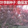批發 新李子種子批發 紅葉李 李子樹 櫻桃李種子 紫葉李種子