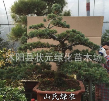 實拍大阪松盆景古樁實物 盆景樹樁造型 宮島大阪松盆景