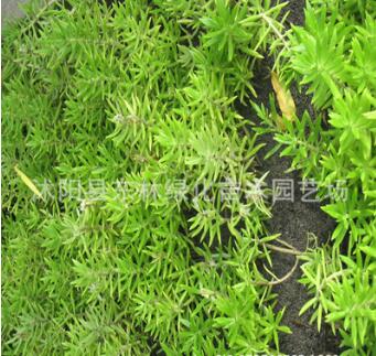 苗圃直銷 屋頂綠化專用草坪 佛甲草 房頂隔熱草皮 耐旱 易養 優質