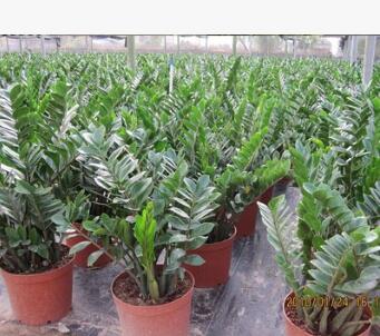 金錢樹盆栽 室內盆栽 觀葉植物 花卉綠植 凈化空氣 觀賞植物