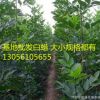 白蠟小苗 速生白蠟小苗 白蠟樹苗 高1-1.5米高