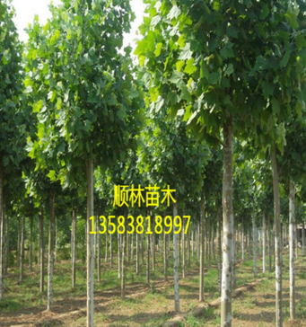 批量供應現挖法桐樹苗 長勢茂盛法桐樹苗 量大優惠$