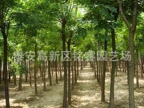 國槐 山東2米高國槐價格 泰安國槐批發(fā) 金枝國槐哪里買