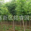 國槐山東國槐價格3-9公分國槐哪里賣泰安國槐批發綠化苗木