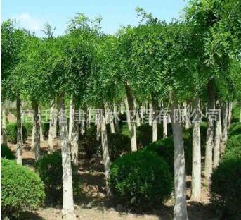 龍爪槐樹 盤槐 嫁接垂槐苗 垂槐基地8公分粗10厘米粗 基地直銷