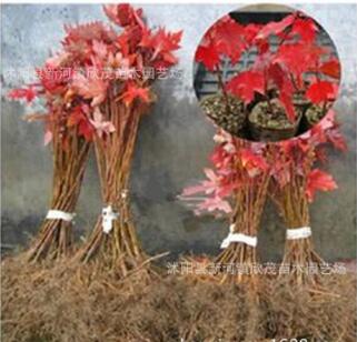 批發美國紅楓小苗中國紅楓樹苗日本紅楓規格齊全地栽苗秋火焰