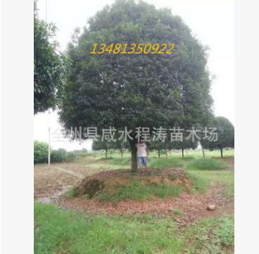 供應桂花樹10-55公分 桂林桂花樹 廣西桂花樹 大桂花樹 優質