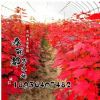 樹苗行道樹綠化苗木 美國紅楓苗 秋火焰數(shù)量大