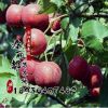 果樹苗批發 嫁接山里紅 基地大金星山楂樹苗山楂苗