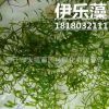 批發(fā)水生植物 伊樂(lè)藻 沉水植物 水體綠化