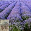 批發薰衣草苗 新疆伊犁薰衣草 宿根花卉
