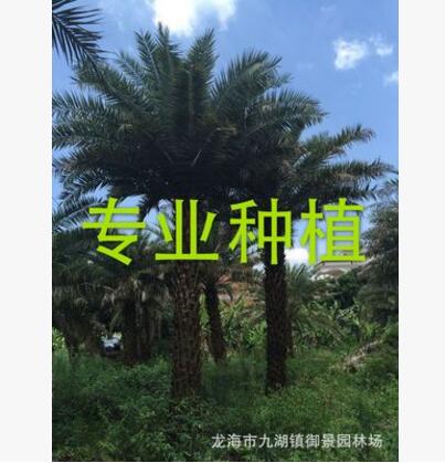 福建中東海棗 漳州銀海棗價格 圖片 漳浦馬口2017棕櫚綠化苗木