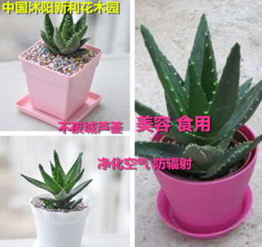 庫拉索蘆薈 可食用 可直接美容的蘆薈 不夜城蘆薈盆栽 綠植盆栽