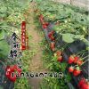 基地供應草莓苗 批發紅顏草莓苗 當年結果奶油草莓苗 7-8個品種