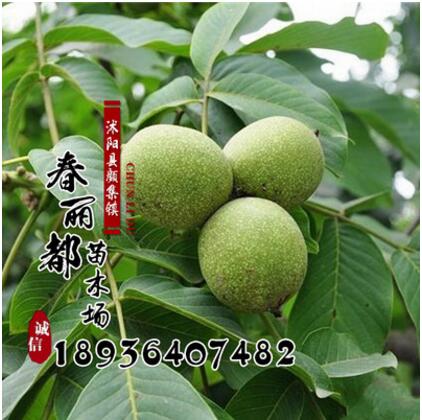 香玲核桃樹苗 品種齊全 批發果樹苗 嫁接核桃苗 3年結果苗