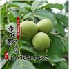 香玲核桃樹苗 品種齊全 批發果樹苗 嫁接核桃苗 3年結果苗