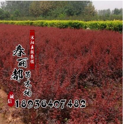 綠化苗木/紅葉小檗 工程苗木 彩色苗木 色塊用苗 紅葉小檗苗
