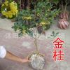 批發(fā)桂花 當(dāng)年開花 桂花樹苗 室內(nèi)盆栽花卉