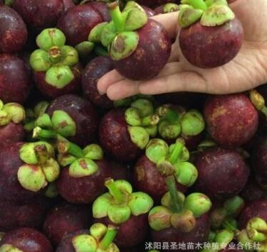 基地直銷泰國進口無籽山竹樹苗山竹盆栽地栽南北方種新品種果樹苗