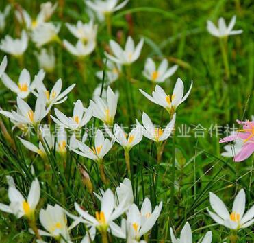 庭院綠化地被植物 可盆栽觀花 凈化空氣 適應性強 蔥蘭苗蔥蘭種球