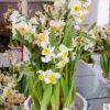 水仙花 種球 室內桌面水培濃香年宵花卉 可土培 凌波仙子