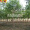 行道樹_白蠟樹2cm_白蠟樹苗_白蠟大樹_89公分1012胸徑