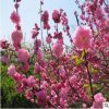 綠化苗木_紅葉碧桃_紫葉碧桃_重瓣碧桃花_嫁接盆栽龍柱_庭院花卉
