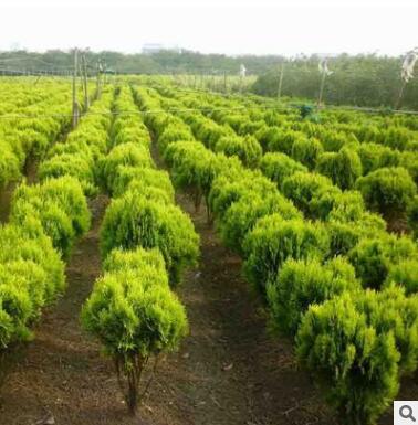 基地直銷 優質 灑金柏 灑金柏小苗40CM