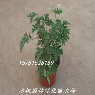 夏季植物【驅蚊草】驅蚊草苗 室內凈化空氣 吸甲醛 量大優惠