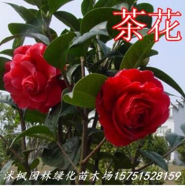 六角大紅茶花樹苗 茶花苗 茶花盆景 山茶花苗 規格齊全