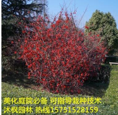 貼梗海棠日本海棠紅花海棠鐵梗海棠床苗海棠大苗量大優惠海棠苗