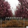 供應(yīng)工程苗木 海棠苗 垂絲海棠 規(guī)格齊全 量大優(yōu)惠基地直銷 海棠