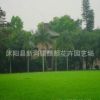 四季青草坪種子 球場 墅庭院草皮四季播種