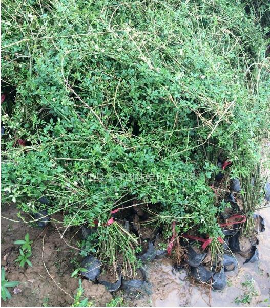 迎春，迎春供應