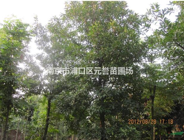 高桿女貞，冬青樹，大葉女貞