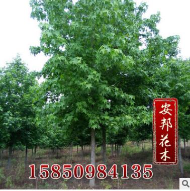 批發供應優質園林景觀苗木 五角楓工程苗 五角楓樹