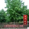 批發(fā)供應(yīng)優(yōu)質(zhì)園林景觀苗木 五角楓工程苗 五角楓樹