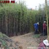 批發竹苗毛竹青竹早園竹羅漢竹金鑲玉竹紫竹庭院園林綠化大型楠竹