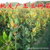 批發庭院高檔植物廣玉蘭樹苗嫁接廣玉蘭小苗速生廣玉蘭苗綠化苗木