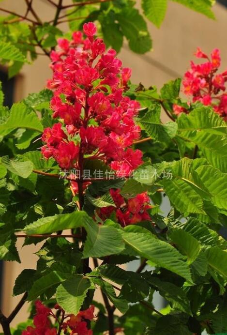 園林綠化紅花七葉樹 1-15公分 七葉樹